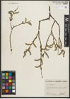Foto von Salix purpurea L.